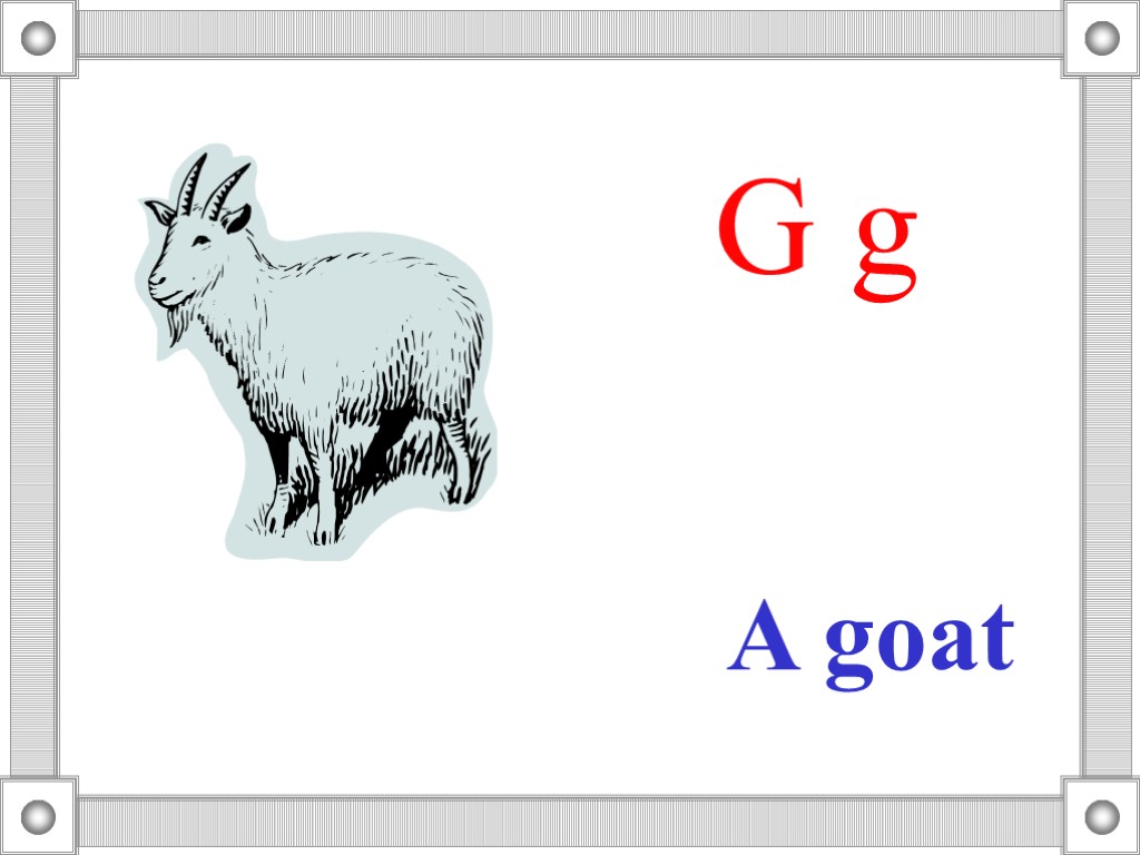 G g A goat